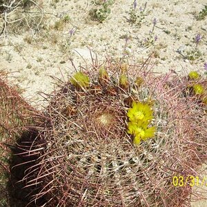 Desert Flower, San Diego  S-2