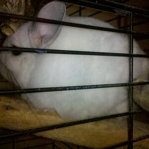 LOUIE my Pet Chinchilla