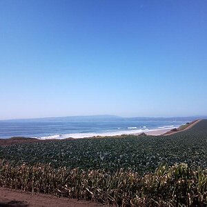 Nearby xcrops by rhe sea