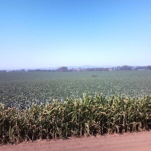 Can you see the guy on the tractor?