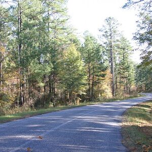 State Forest view