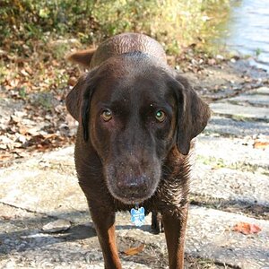 Dog at Savannah River