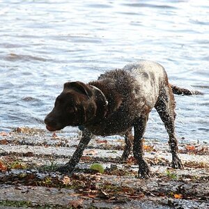 Dog at Savannah River
