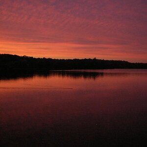 Last time the illusive Muskrat will cross the lake this year.