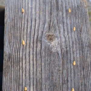 Cat Mod for stray cats that likes your seat as much as you do. A board and about 10 screws does the job in keeping those pesky stray cats off your sea