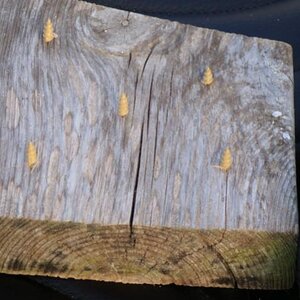 Cat Mod for the back seat. Do they work? I haven't seen sand from cat paws on either seat since adding this simple mod. They work best if the screws a