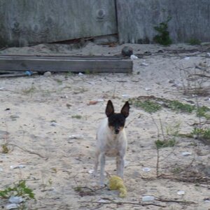 My little Buddy loves cats.