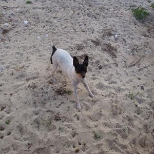 Lets play Getcha, bet you can't get me?