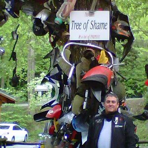 Gragons Tail, Tree of Shame