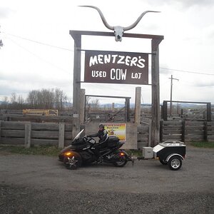 Montana - Used Cow Lot...