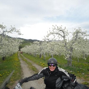 Leavenworth, Washington - Pear orchards