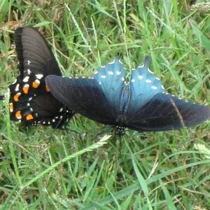 Butterflies at the main visitor center