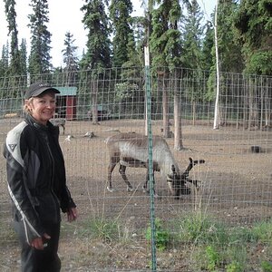 North Pole, AK - Rudolph snacking.