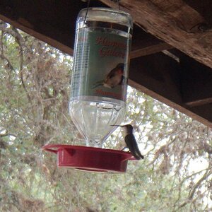 Vanderpool TX Hummingbirds