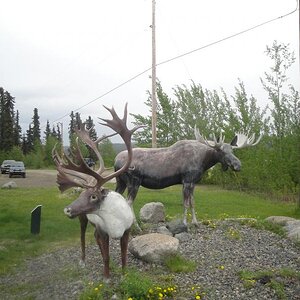 Teslin, Yukon Territory - Critters I might hit.