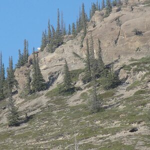 Jasper National Park, Alberta - A Mountain Sheep.