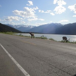 Jasper National Park, Alberta - Too friendly elk