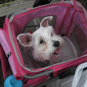 dad, where is the spyder I want to ride