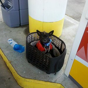 Teddy waiting for me to feed the SpYder