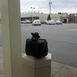 Teddy hang'n out again while I was feeding the SpYder again. I really need to save up & get a Corbin, so I wont have to move the lil guy every time th