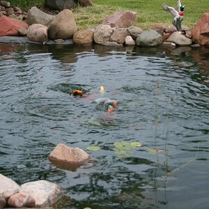 Goldfish Feeding Frenzy 2