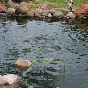 Goldfish Feeding Frenzy