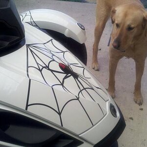 New Spider Graphics for my Spyder! Blondie is looking at the spider!
Got the Graphics on E-Bay and then had them applied in my town.