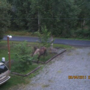 Moose munching in my yard