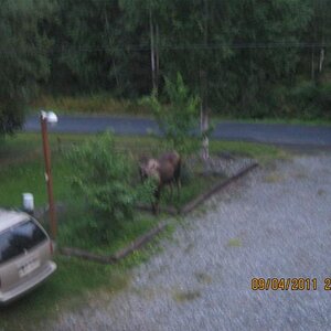 Moose in my yard