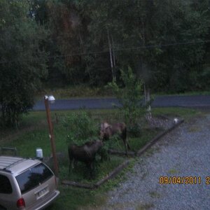 Moose in my yard