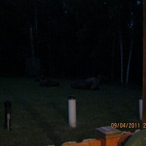 Moose bedded down for the night in my yard  (Center/right)

You have to look hard