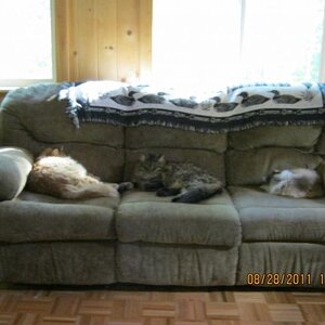 An Alaska cats hard life.