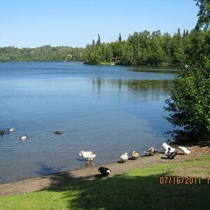 Ducks at Daniels Lake