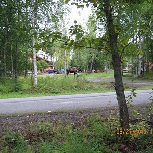 The neighborhood moose in yard across the road from my place.  The little one is just to the left standing in the driveway behind.