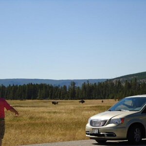 Yellowstone Buffalo