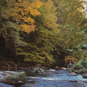 Fly fishing for trout