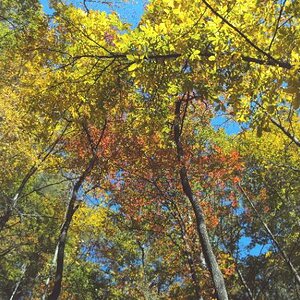 Looking up in the polar forest