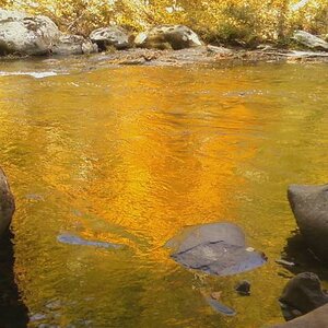 Reflections in the poplar forest