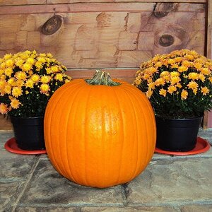 Pumpkins and golden mums -- a NC autumn tradition