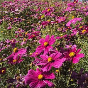 Daisies along HWY 64E