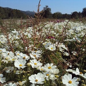 Daisies on HWY 64E on the way to the Dragon. NC has state program that plants flowers along roads...
