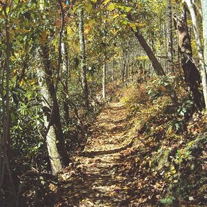 Mountain trail at Joyce Kilmer Memorial Forest