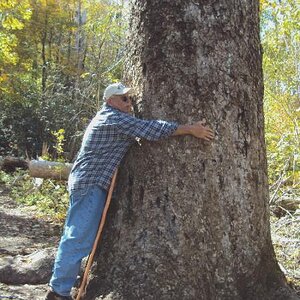 Size XXL tulip poplar in Joyce Kilmer Memorial Forest