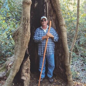 Tulip poplar in Joyce Kilmer Memorial Forest