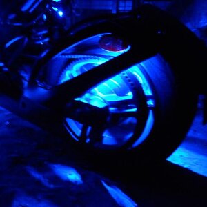 Accent Stingerz Lucky's Ride