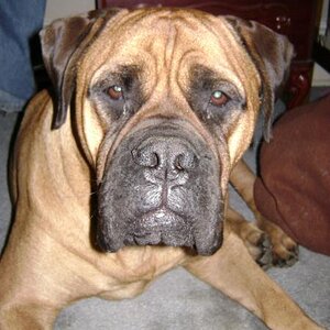 Xena my mastiff 175 lb 3 yr old