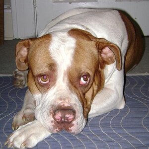 Hogbody my 4 yr old bulldog