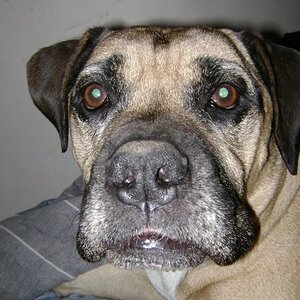 Sarge 13 yrs bulldog