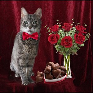 Cat and Roses