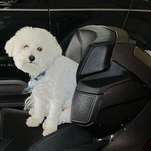 Sir Jake of Piney Woods